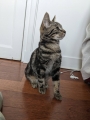 ALBUS