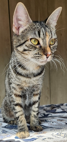 ARTEMIS