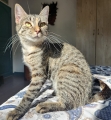 ARTEMIS
