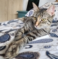 ARTEMIS