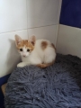 BANJI