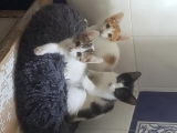 BANJI