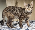 BAYLA