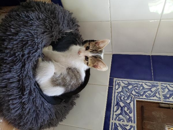 BERLIOZ