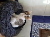 BERLIOZ