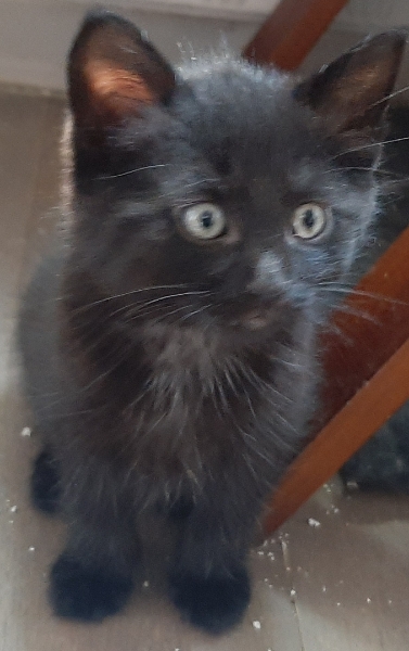BLACKY