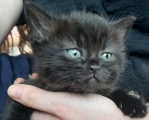BLACKY