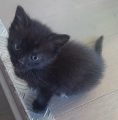 BLACKY