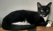 CHAT BOTTE