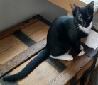 CHAT BOTTE