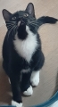 CHAT BOTTE