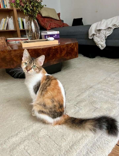 CALICO