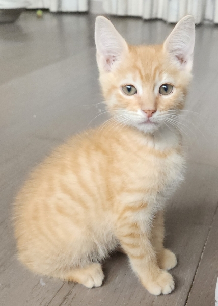 DARWIN