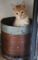 DARWIN