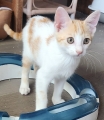 GINGER