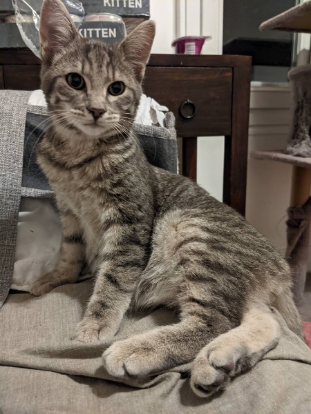 LOKI