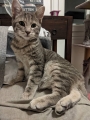 LOKI