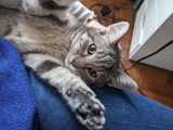 LOKI