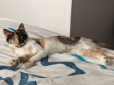 LYLA