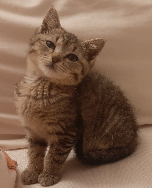 MAYA