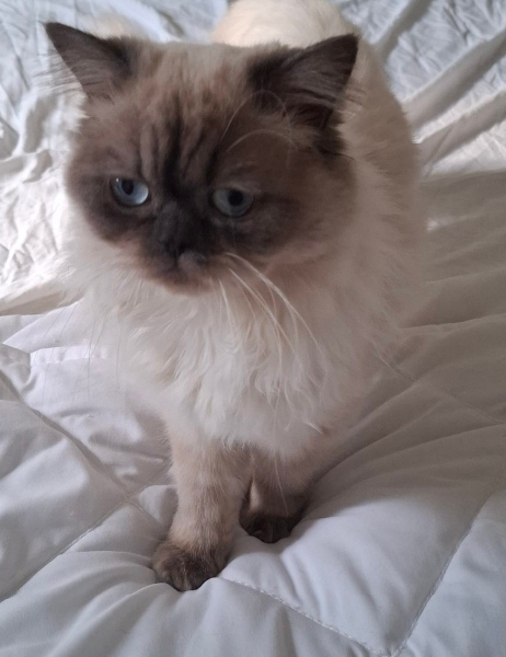 ROMEO