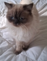ROMEO
