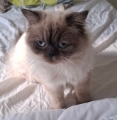 ROMEO