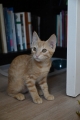 ROXY