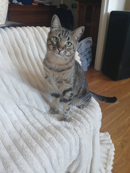 SACHA