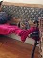 SACHA
