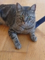 SACHA