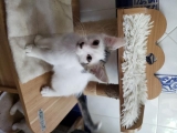 SAM