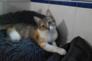 ABY