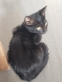 AMIGO