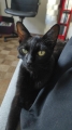 AUREA