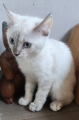 BABETTE