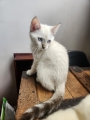 BABETTE