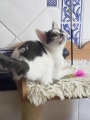 BABETTE