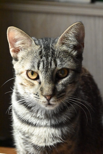 BAYLA