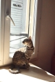 BAYLA