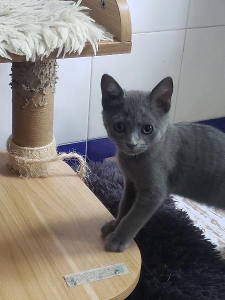 BLUEY