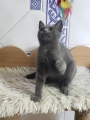 BLUEY