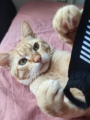 CHUTNEY