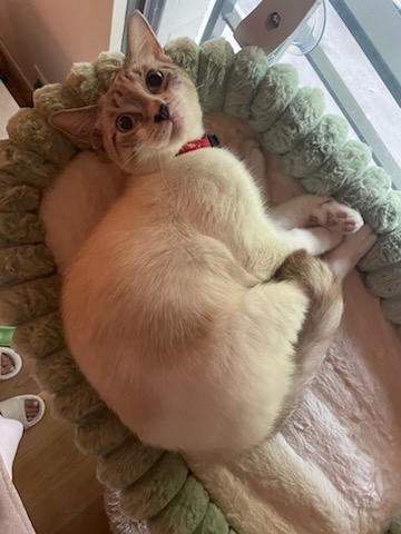COQUINOU