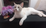 COQUINOU