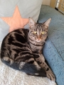 FELINE