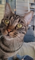 FELINE