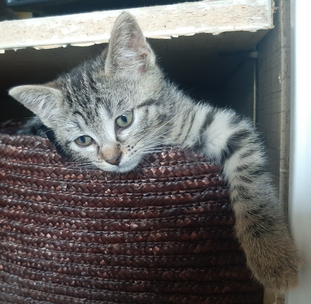 MIMI