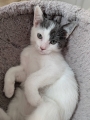 ORPHEO