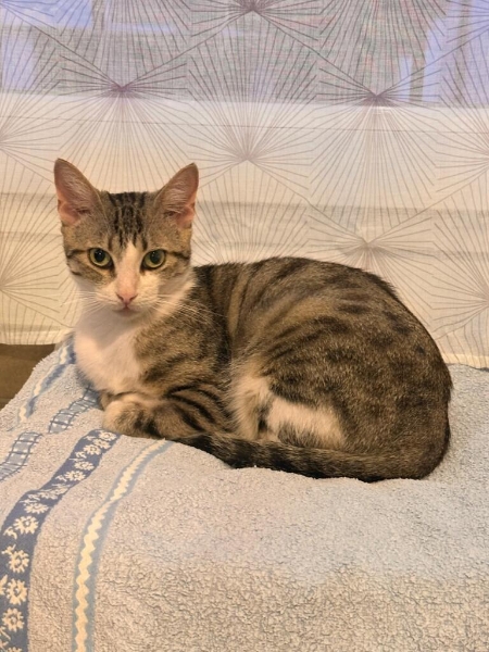 TAMA